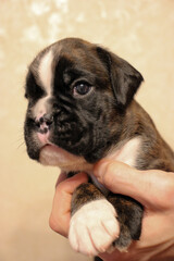 Beautiful brindle boxer dog puppy, super head and expression, undocked, excellent background