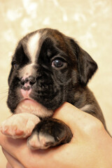 Beautiful brindle boxer dog puppy, super head and expression, undocked, excellent background