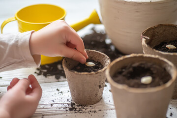 Fototapeta na wymiar Hands of a small child planted seeds at home. Seeds of courgette or pumpkin in open palm of child. Earth day concept. nurturing baby plant. protect nature. Peat pots for planting,