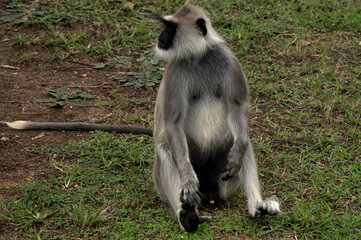 animal