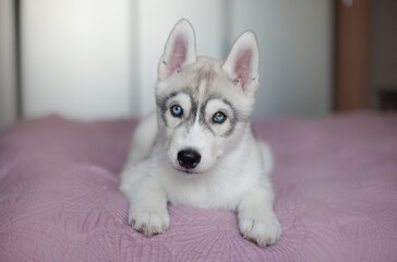 Siberian husky puppy in a studio © Ilona Didkovska