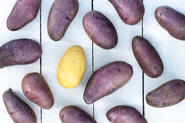 Lots of purple potatoes and one yellow potato on a white background