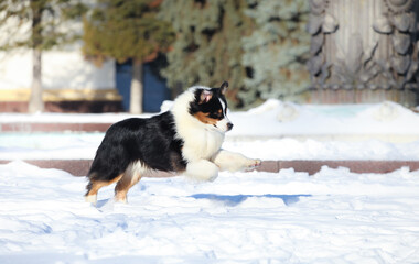 Australian Shepherd in the Snow