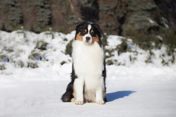 Australian Shepherd in the Snow