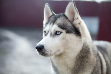 Obraz premium Siberian Husky dog in the park
