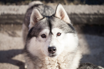 Siberian Husky  dog in the park