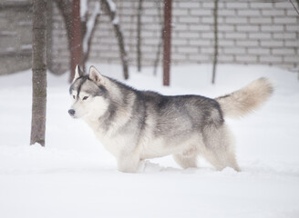 Siberian husky puppy  In the snow