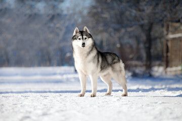 Fototapeta na wymiar Siberian husky in winter