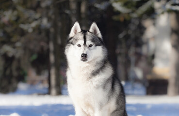 Siberian husky in winter