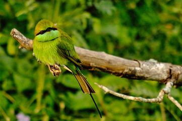 animal