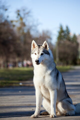 beautiful Siberian husky in the park