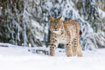 Lynx in winter. Young Eurasian lynx, Lynx lynx, walks in snowy forest. Beautiful wild cat in nature. Cute animal with spotted orange fur. Beast of prey in frosty day. Hunting predator in habitat.