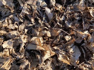 Dry, last year's leaves on the ground.