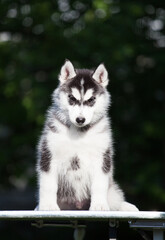 black and white Siberian Husky puppy