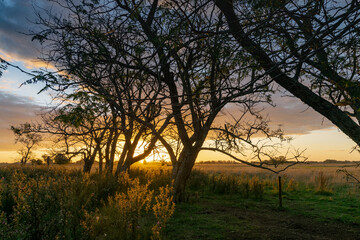 Sunset with trees in a rural environment
