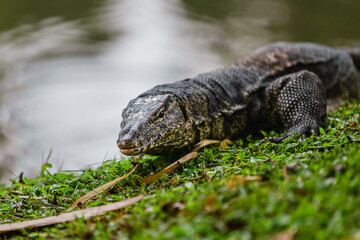 Komodo dragon at the park