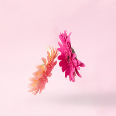Gerbera daisy on a pastel pink background stand in the air facing each other. Minimal concept.