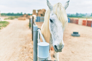 Adorable horse at the farm.