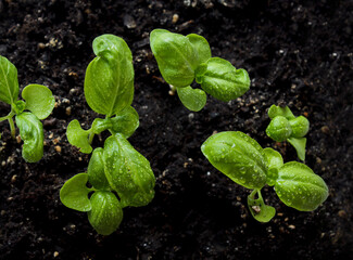 Growing Microgreens On Plastic White Cup.
