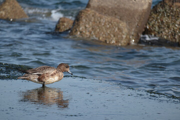 海岸で食事するカモ
