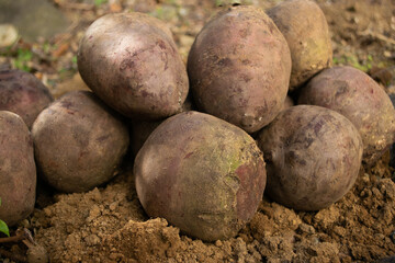 採れたての新鮮なビーツルート