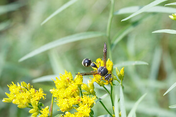 Cross Potter Wasp on goldenrod