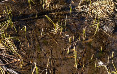 wild grasses in a small stream near Lake Tahoe, Nevada