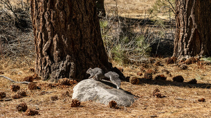 Squirrel near Lake Tahoe, Nevada  