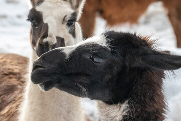 Alpaca Spitting, Lama Spit