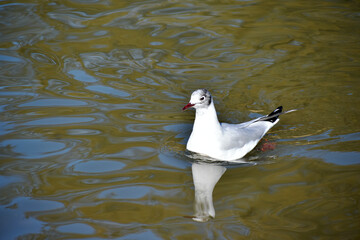 Gull and its reflection in the water, Coombe Abbey, Coventry, England, UK