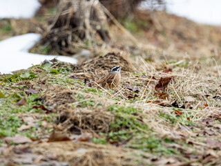 Meadow bunting standing in orchard grasses 1