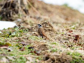 Meadow bunting standing in orchard grasses 2