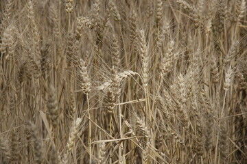 Fototapeta premium TRIGO