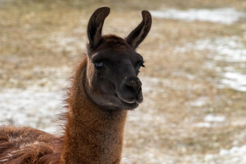 Obraz premium Pure Brown Black Alpaca