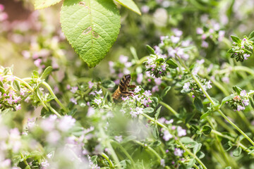 Thymus serpyllum, Tikman Breckland, Breckland wild thyme, wild thyme, creeping thyme, elfish thyme purple flowers in the clearing in the spring. Honey bees collect nectar from small flowers.
