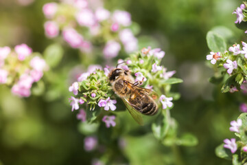 Thymus serpyllum, Tikman Breckland, Breckland wild thyme, wild thyme, creeping thyme, elfish thyme purple flowers in the clearing in the spring. Honey bees collect nectar from small flowers.