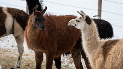 Fototapeta premium Herd of Alpacas and Lamas on a Farm