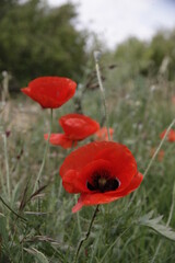 Naklejka premium AMAPOLAS3