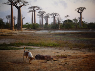 Early morning view of the avenue of the baobabs illuminated by the rising sun (Morondava,...