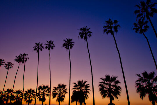 A group of palm trees during a California Sunset