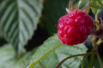 juicy tasty raspberries, ready to eat, hanging on a bush branch in a vegetable and fruit garden in summer in sunny weather with leaves in the background