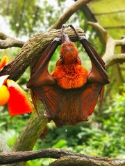 Bat hanging on a tree