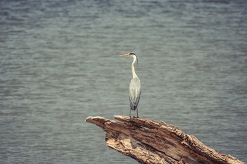 Garza real cerca del agua pescando