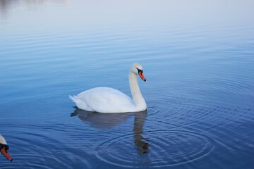 Fototapeta na wymiar A beautiful swan swims across the reflective water of the lake. 