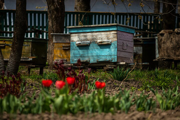 Fototapeta na wymiar Flowering tulips on the background of hives. Bees spring under the flowering trees of apple trees. Red tulips on the background of hives.