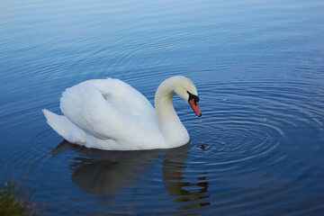 A beautiful swan swims across  the reflective water of the lake.
