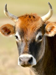 Jersey cow face