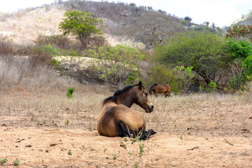Cavalo descansando deitados em região de seca 