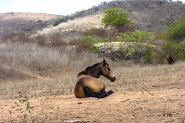 Cavalo descansa em pasto seco