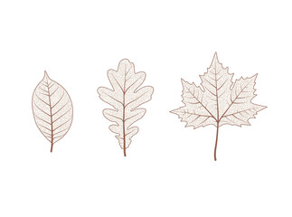Oak maple tree leaf set. Autumn leaves isolated vector illustration on white background. Fall decoration clip art